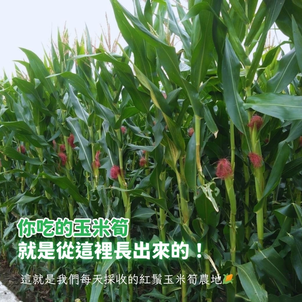 無毒自然栽培 | 紅鬚玉米筍8斤